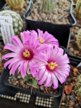 Mammillaria wilcoxii